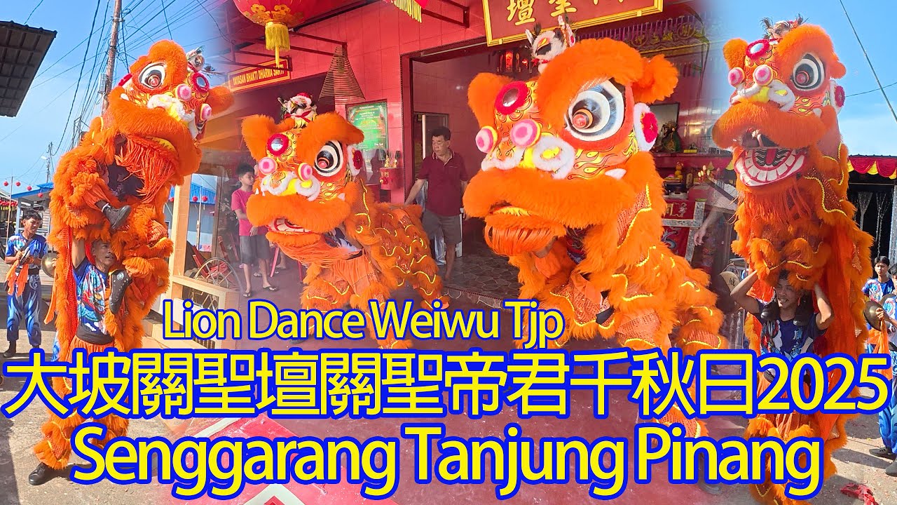 舞獅采青慶祝大坡關聖壇關聖帝君千秋日2025 | Lion Dance Weiwu Tjp @d&agrave; pō guān sh&egrave;ng t&aacute;n Temple in Senggarang Tg. pinang
