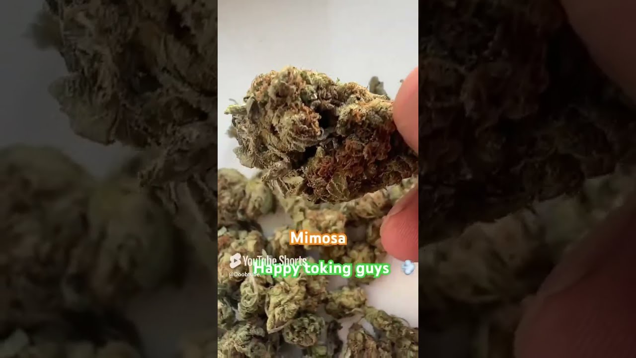 MIMOSA #uk #flower #cannabisuk #cannabisdaily #dope #cannabiseducation #legalise
