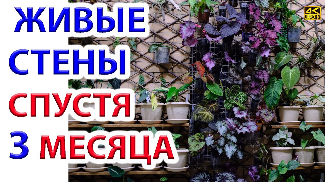 Живые стены зимнего сада. 3 месяца спустя 🌼