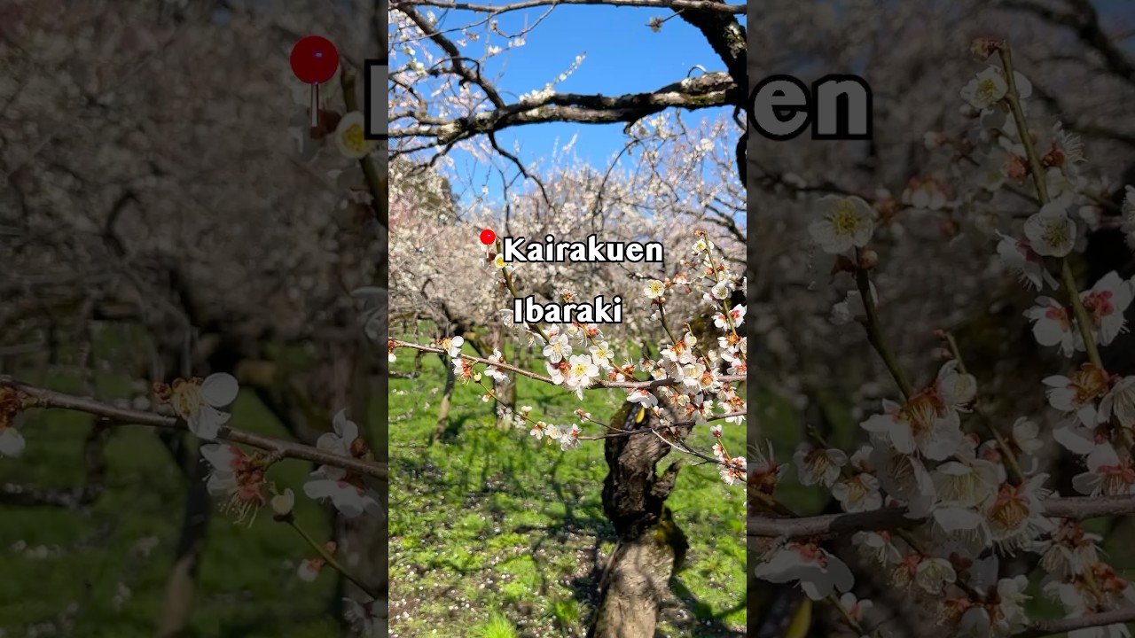 🌸🍰Kairakuen (偕楽園 – 茨城)