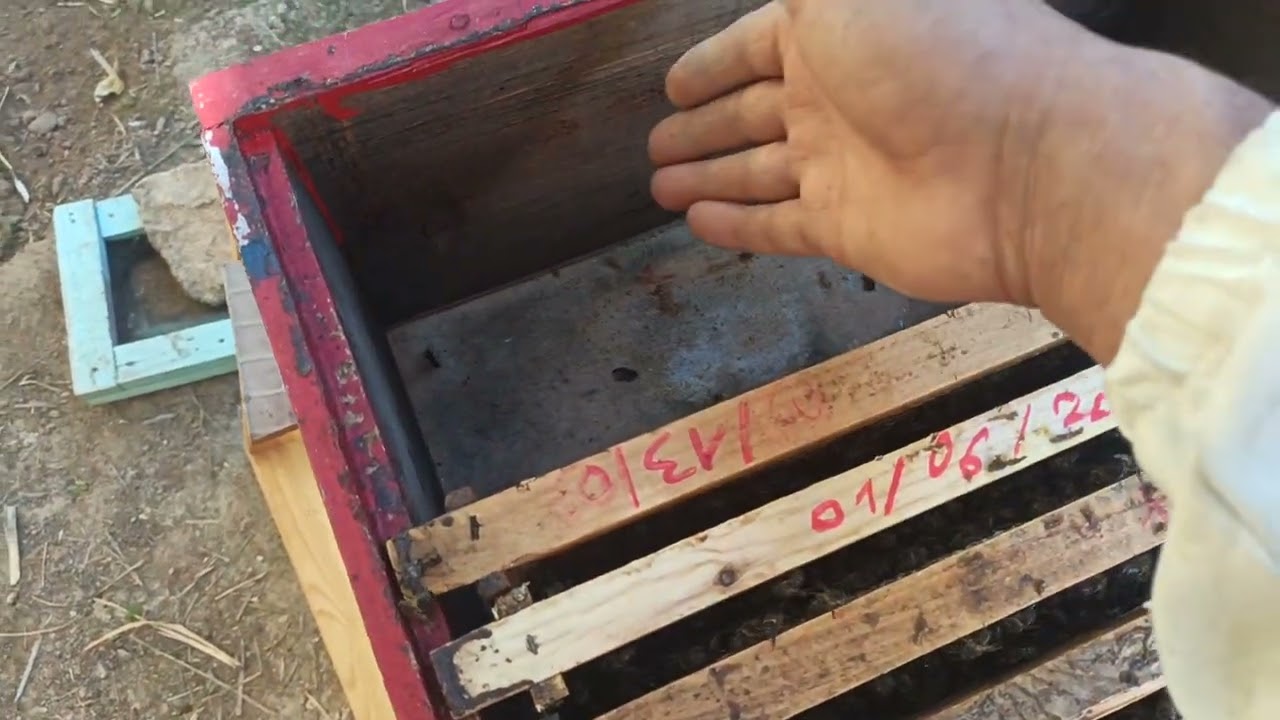 بهذه الطريقة تضغط خلايا النحل