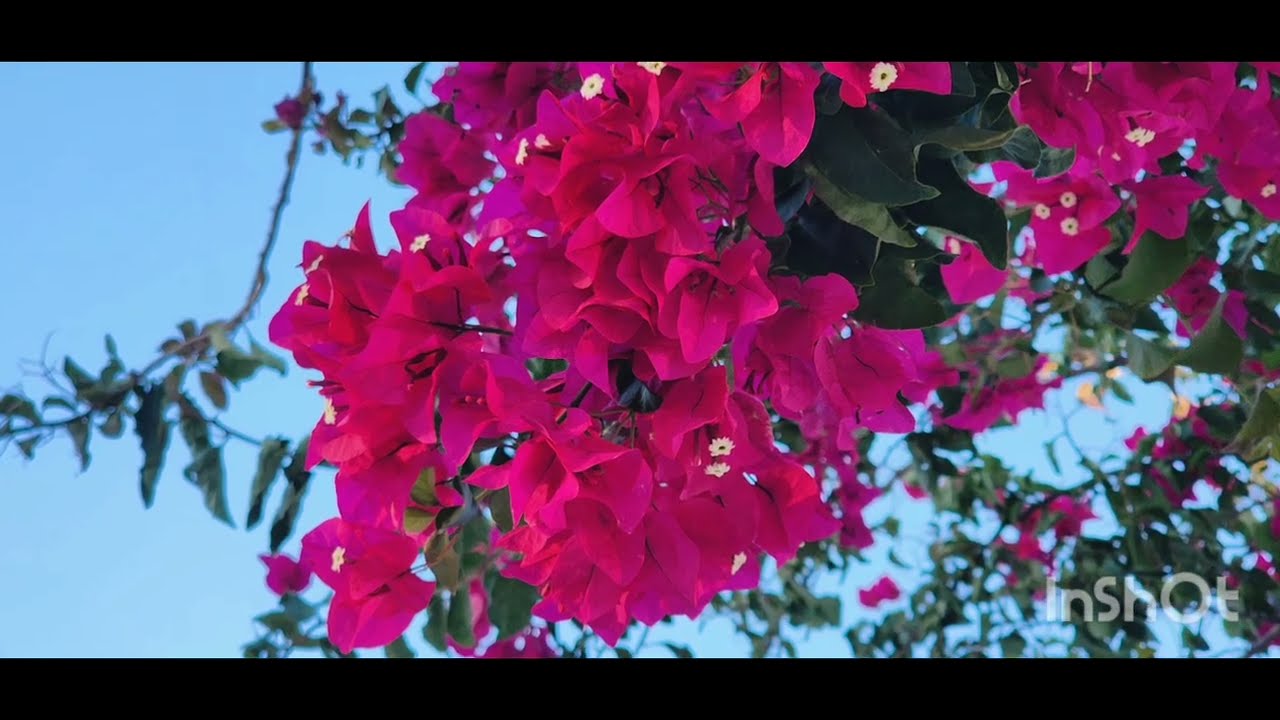 🍃🌸 🍃 15 Min Deep Flower Meditation 🍃🌸 🍃 |மன அமைதி தரும் மலர்களின் சங்கமம்🍃🌻🍃| Deep Relaxation 🍃🌸 🍃 