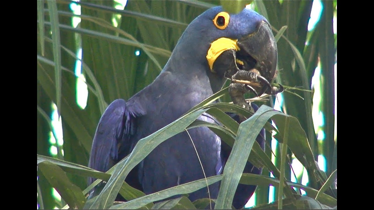 Hyacinth macaw in the wild.
