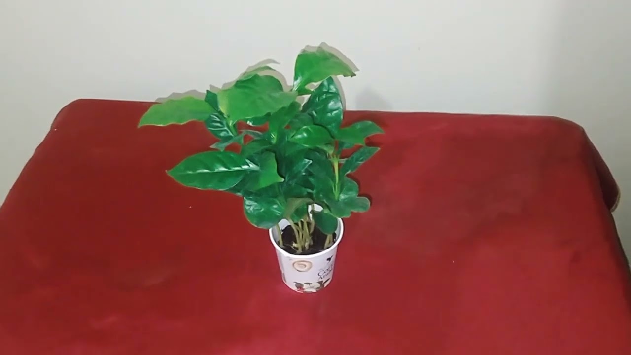 KAHVE BİTKİSİ HİÇ GÖRDÜNÜZ MÜ?(COFFEE ARABICA)