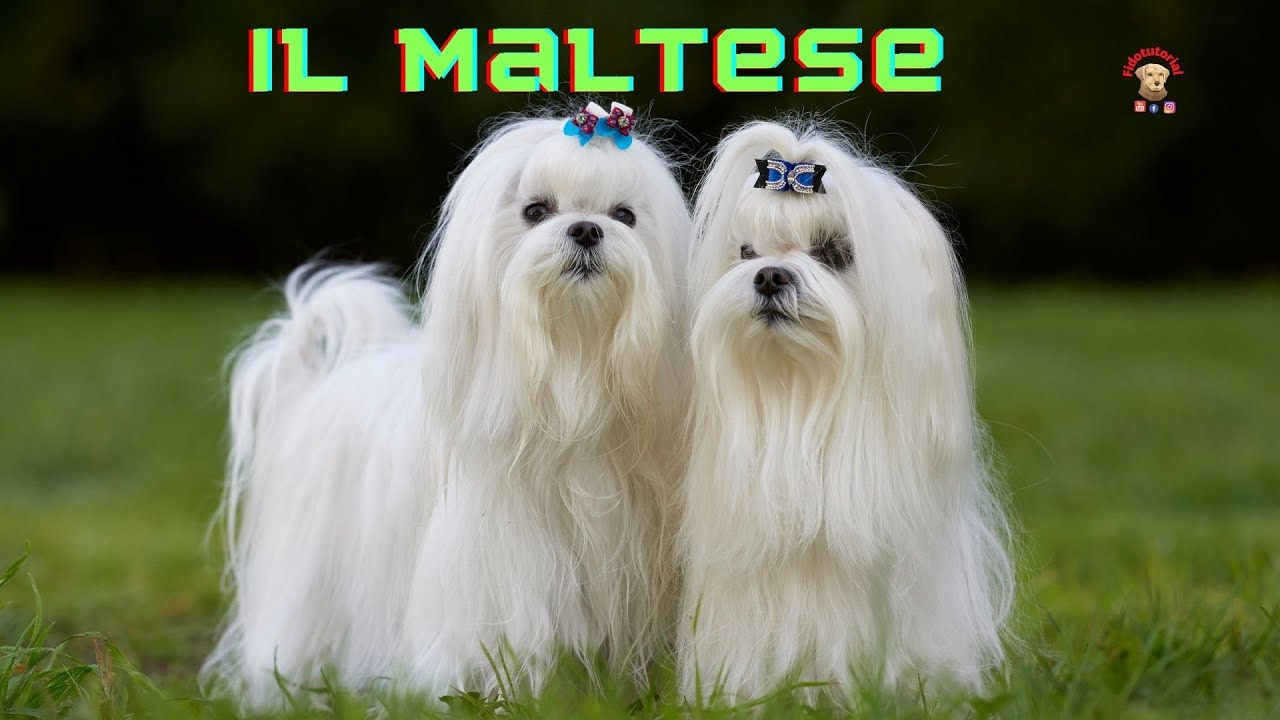 Il Maltese un cane per tutti