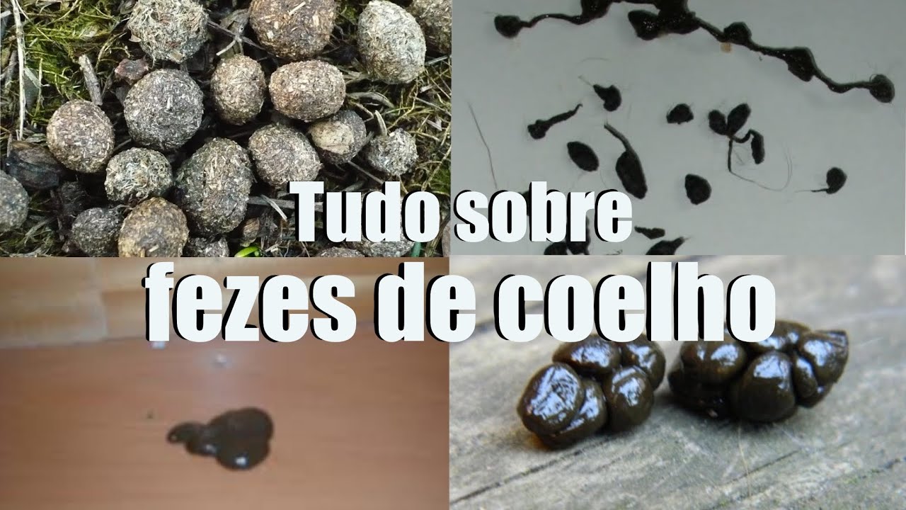O QUE FAZER QUANDO UM COELHO TEM DIARREIA - TUDO SOBRE FEZES DE COELHO
