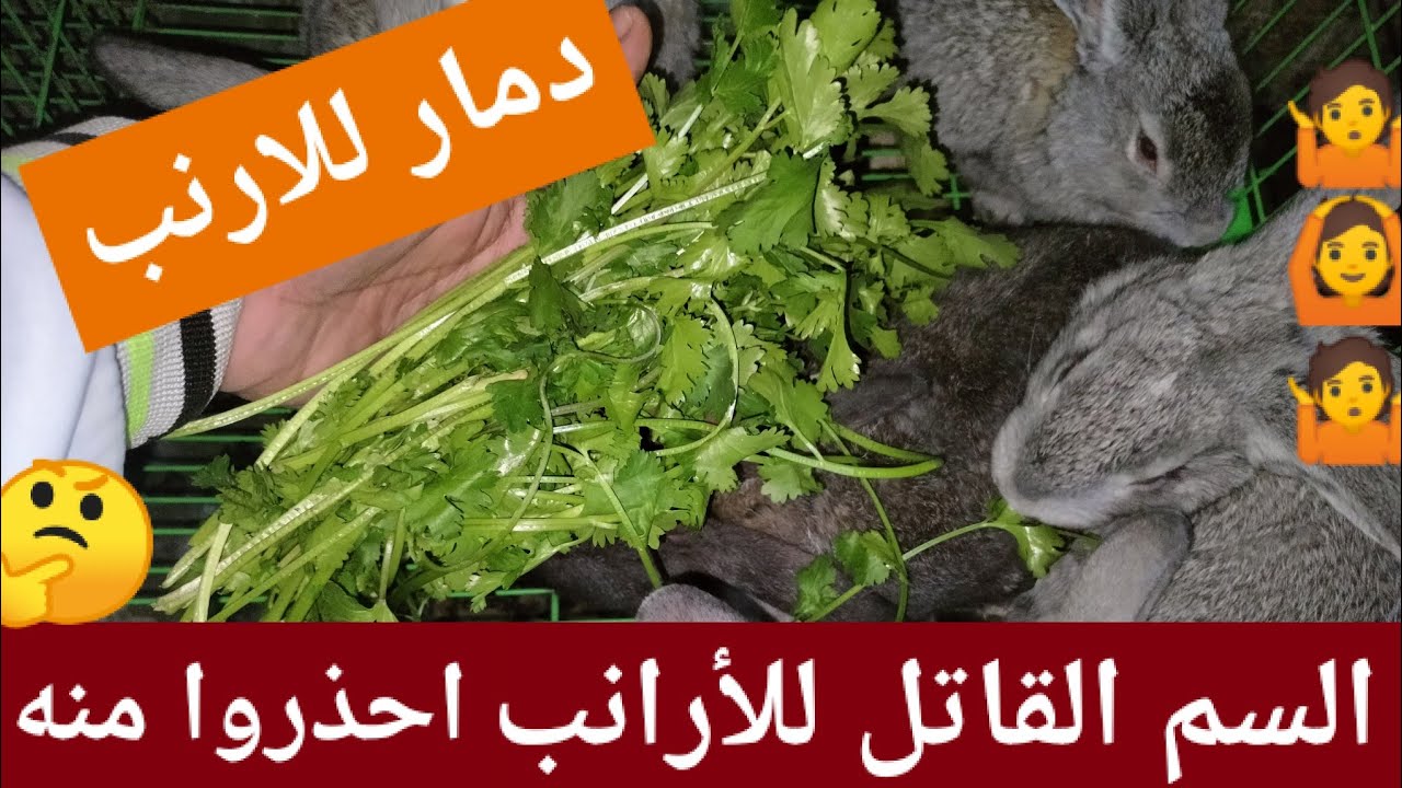 الحاجة دى لو استعملتها بتموت الأرانب فوراً احذر منها السم القاتل لازم تتعرف عليها من الآن 🙆🤷