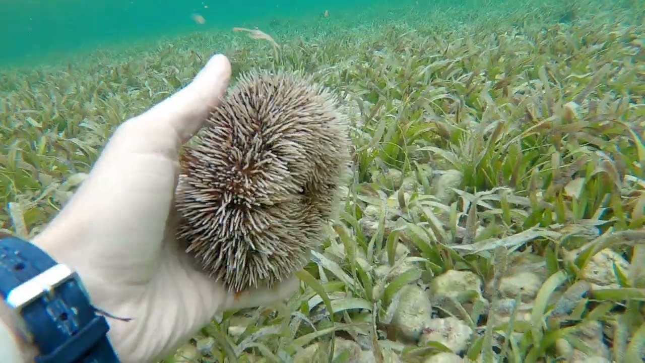 West Indian Sea Egg (White Sea Urchin), Snorkeling St John, USVI