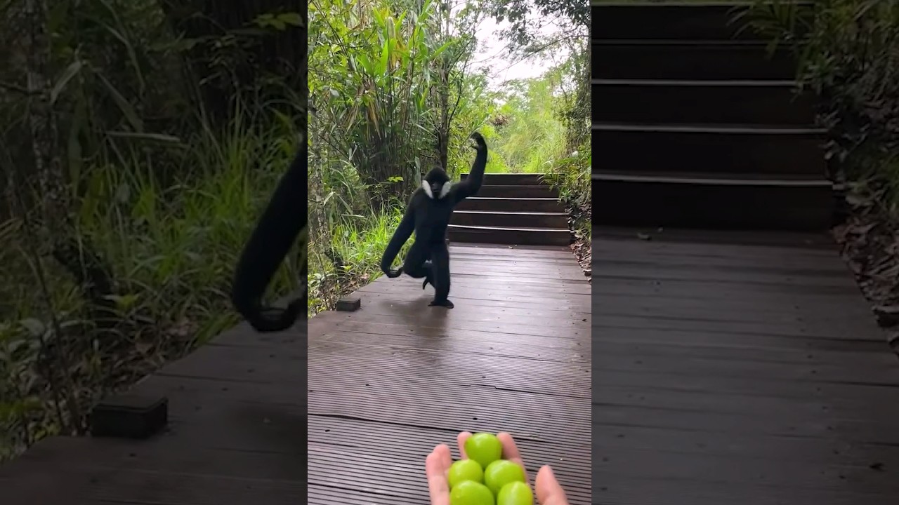 &iexcl;La raz&oacute;n por la que este mono dej&oacute; el &aacute;rbol te sorprender&aacute;! 😱🍇