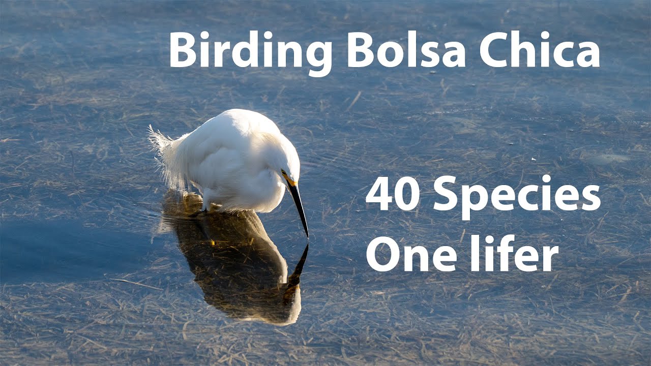 Birding Bolsa Chica   Jan 27, 2026