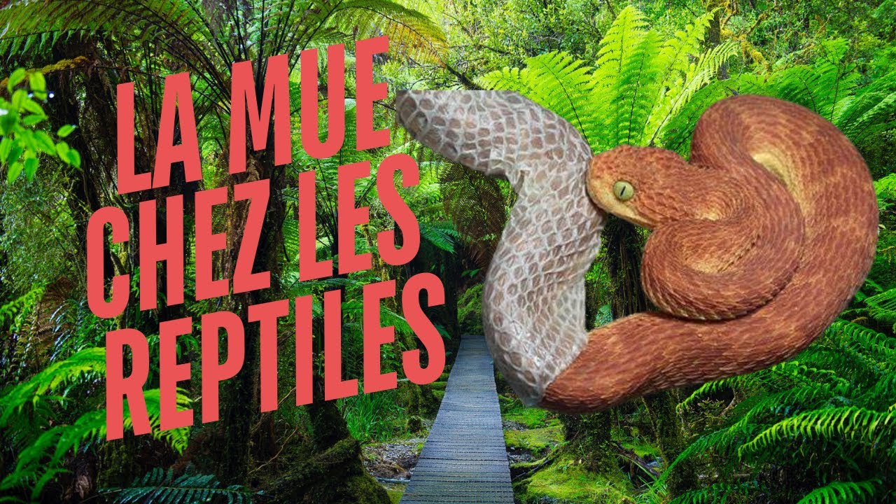 LA MUE CHEZ LES REPTILES
