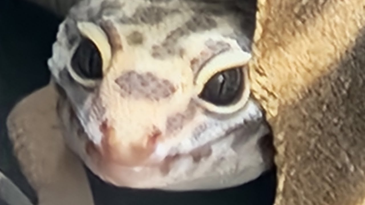 Leopard Gecko Shedding 