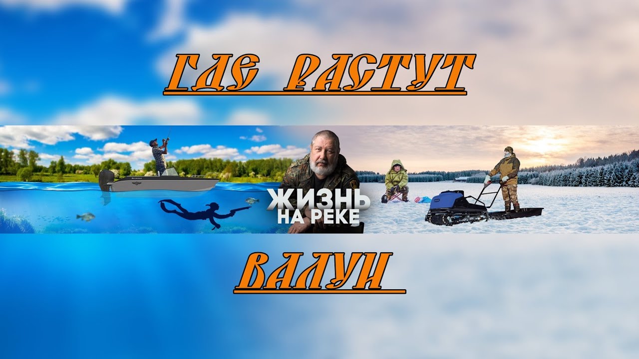 ГДЕ РАСТУТ ВАЛУИ