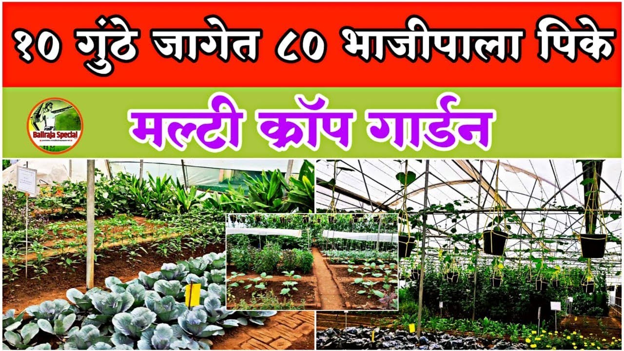 कमी जागेत मिश्र भाजीपाला पिकांची लागवड कशी करावी | Multi crop garden | A S Agri & Aqua LLP
