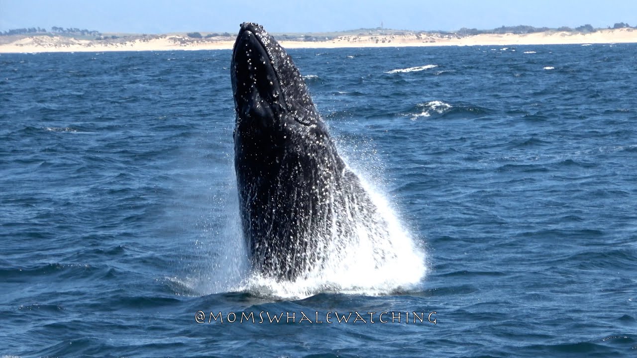 Humpback Whales in the air in Monterey! So many breaches, peduncle throws and MORE!