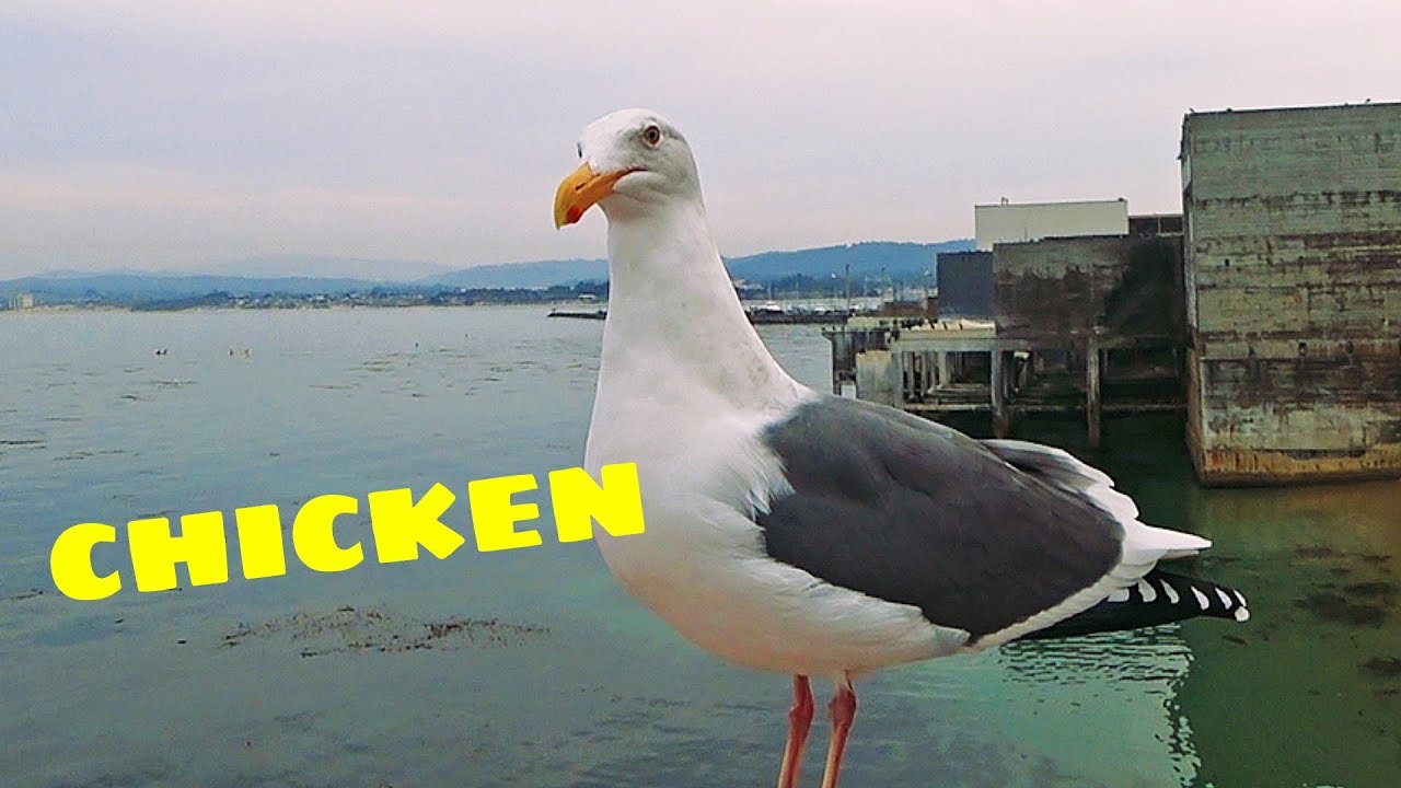 Seagull talking, talking chicken
