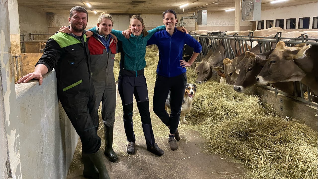 Az.Turra Michela e il suo “Muchina”allevamento razza Bruna,Primiero #trentino