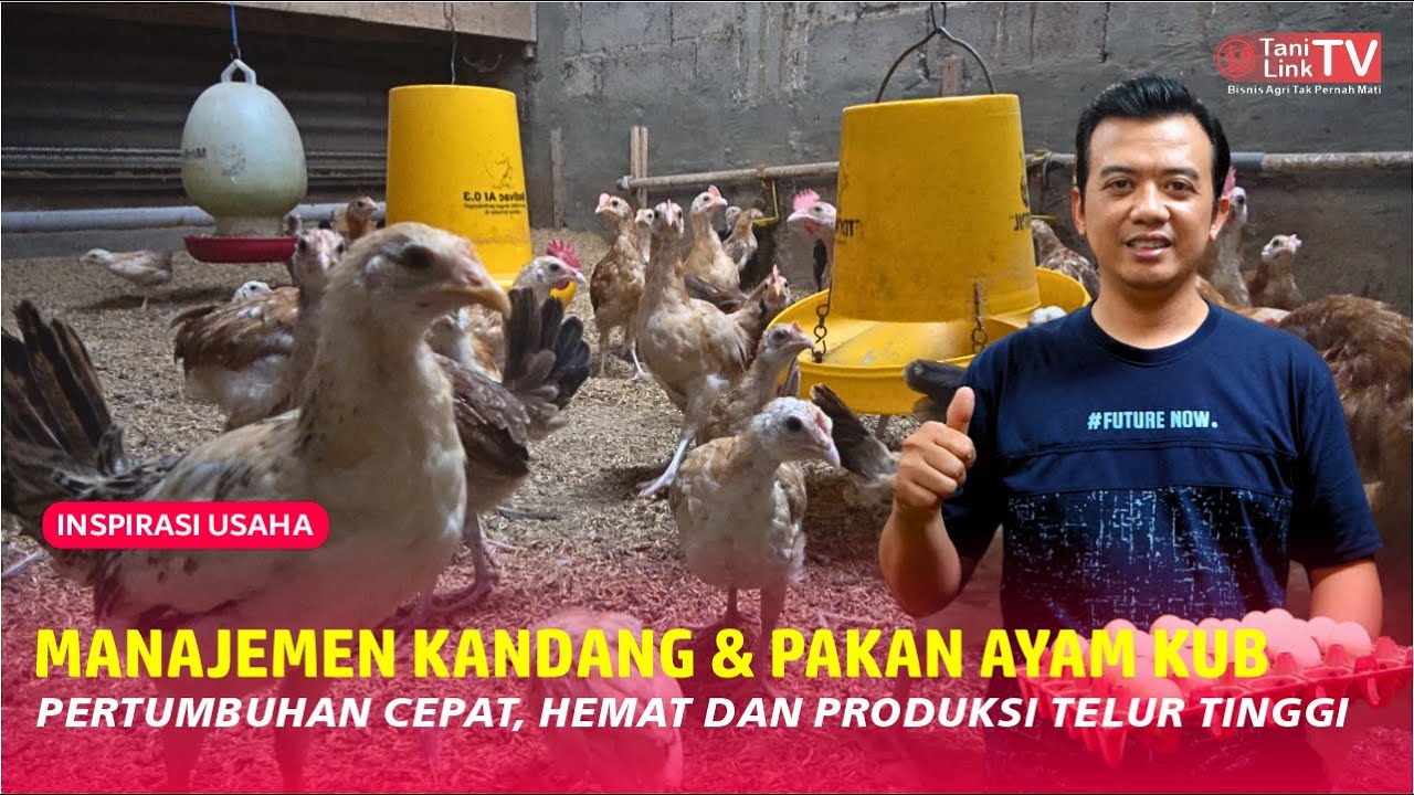 Keunggulan Beternak Ayam KUB, Mudah Perawatan, Banyak Peminatnya dan Harga Stabil