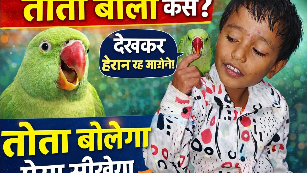 तोते को कैसे बोलना सिखाते हैं?|#parrots #matue #baby #birds 