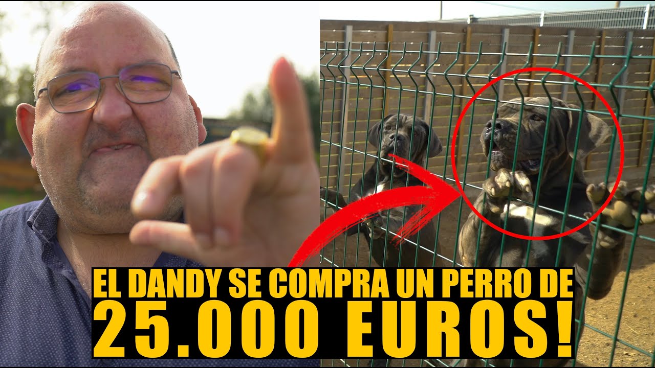EL DANDY DE BARCELONA se COMPRA CANE CORSO DE JUANMA MORATO