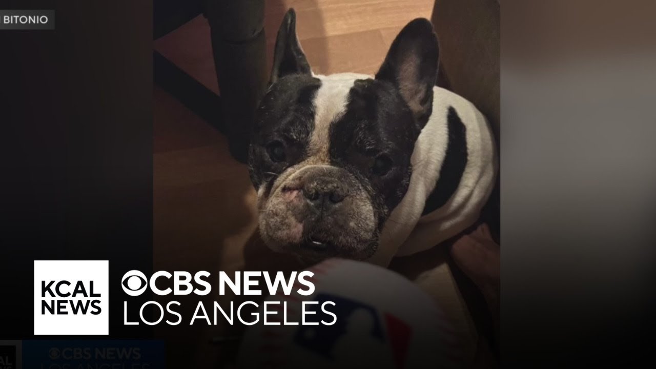 North Hollywood family desperate for return of 12-year-old French Bulldog stolen from their home