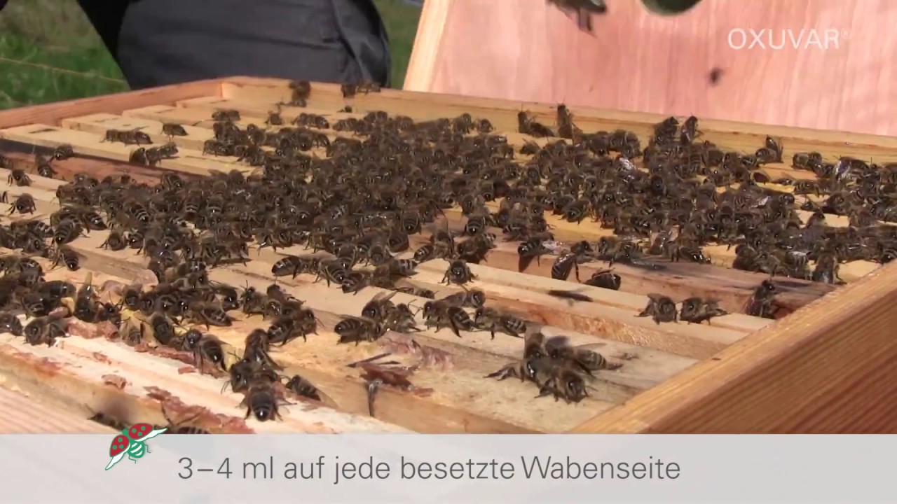 OXUVAR® 5,7% – Sprühlösung für Schwärme und brutfreie Völker