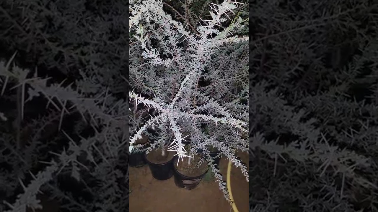 راشد العليلي يتوفر عندنا شتلات طلح السمر النجدي