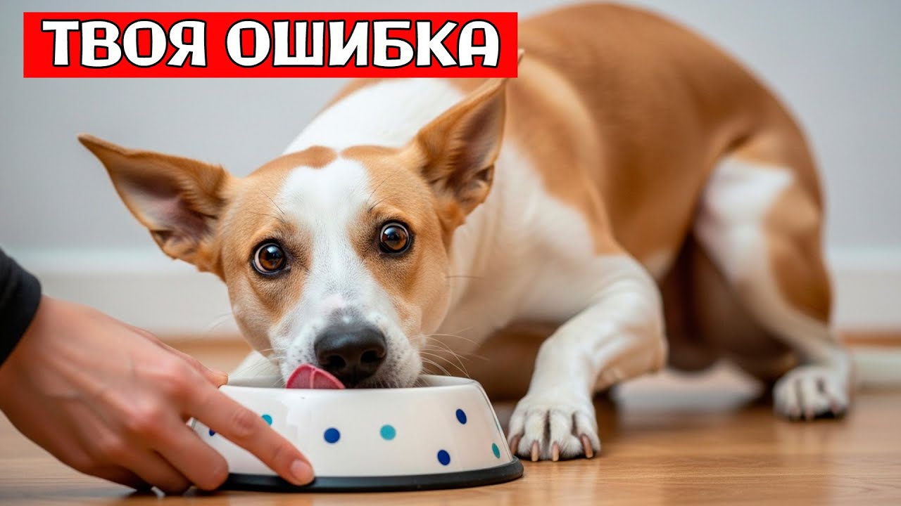 🚫 8 Привычек ЧЕЛОВЕКА, Которые Собаки НЕНАВИДЯТ Больше ВСЕГО