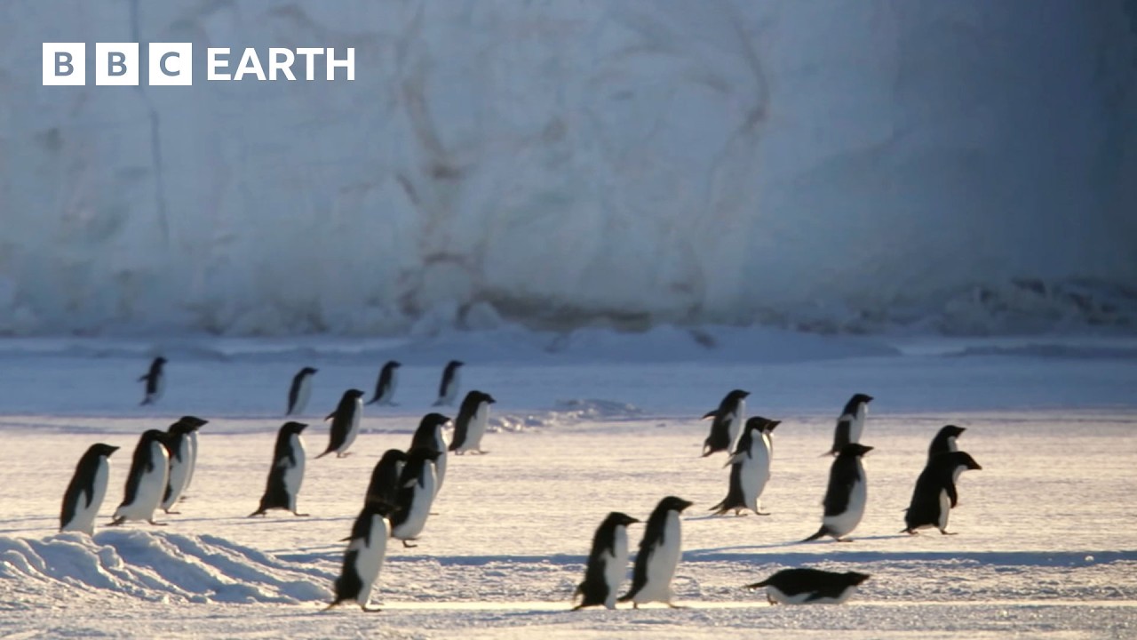 The Longest Penguin Migration on Earth | BBC Earth