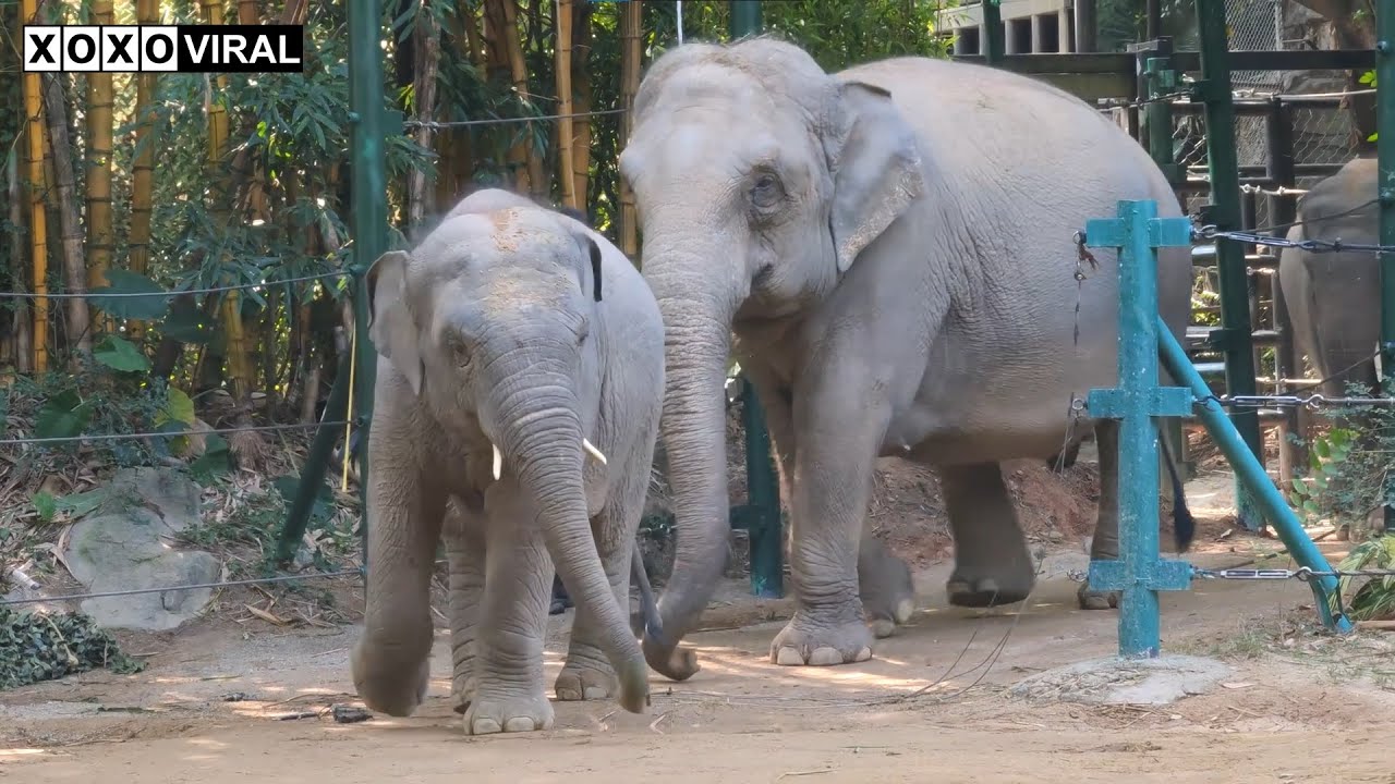 Elephant Video | How Modern Zoos Design Perfect Elephant Habitats - Pool Systems, Shade Structures