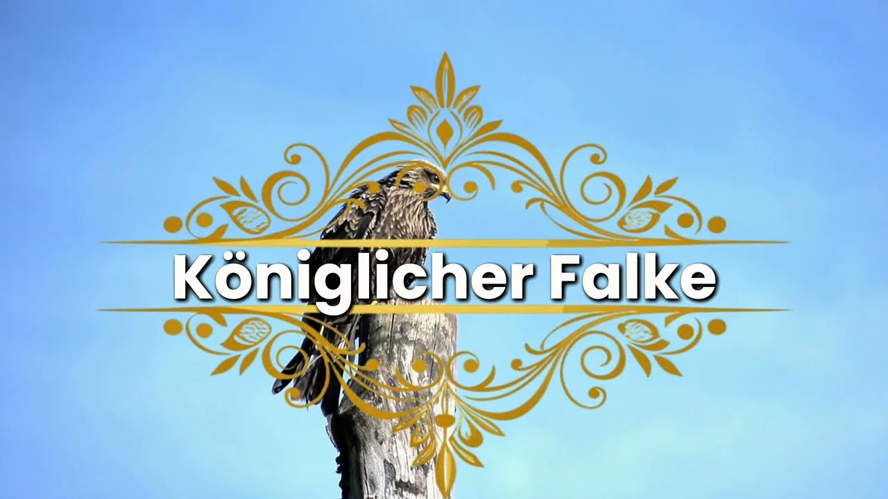 Fireflame - Königlicher Falke