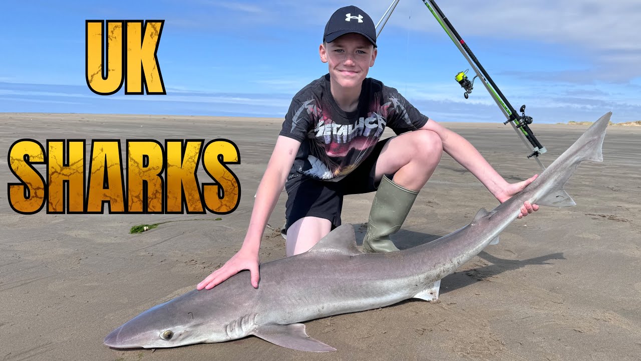 SHARK FISHING - Catching  sharks from a UK Beach