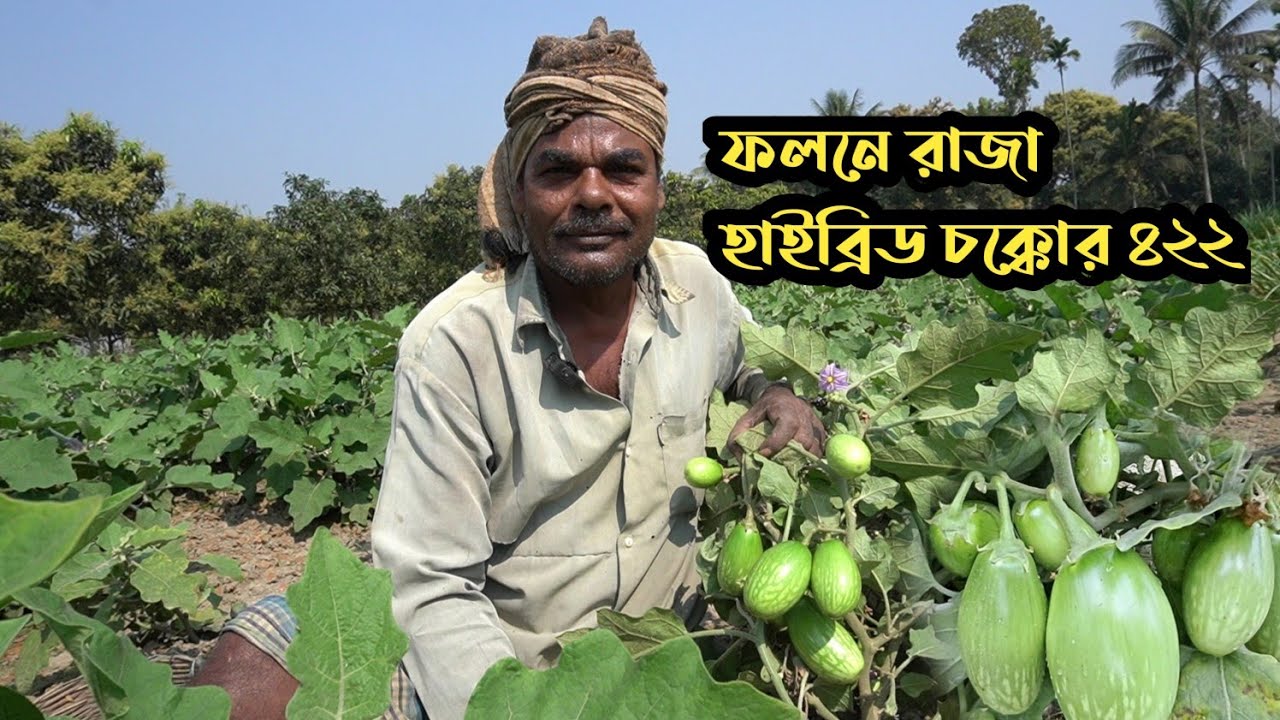 শারিরীক প্রতিবন্দী অশোক সাহার হাইব্রিড বেগুন চাষের অভাবনীয় সাফল্য কথা || হাইব্রিড বেগুন চাষ পদ্ধতি।