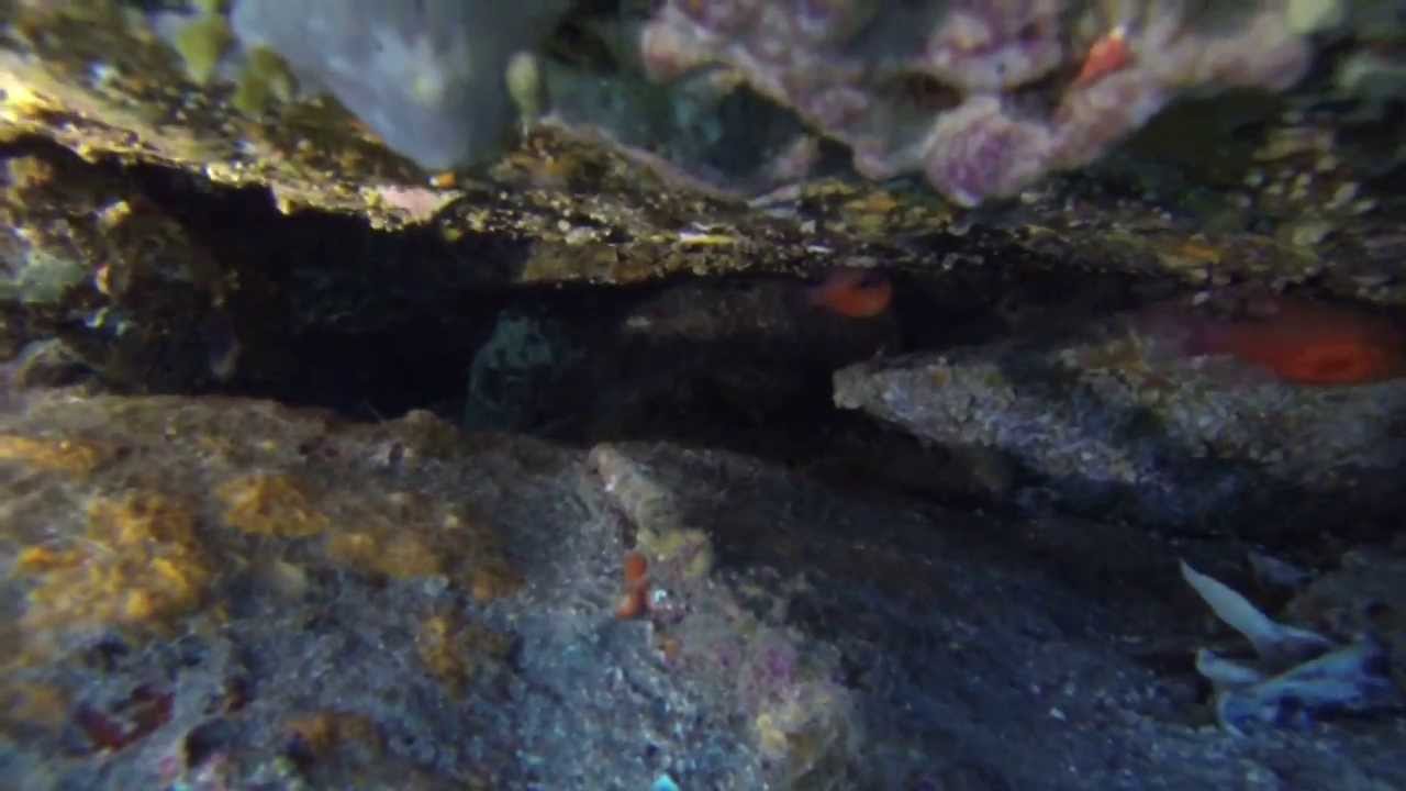 C&ocirc;te d'Azur - PLONGEE JUPPET PASCAL =) GoPro Adasio 