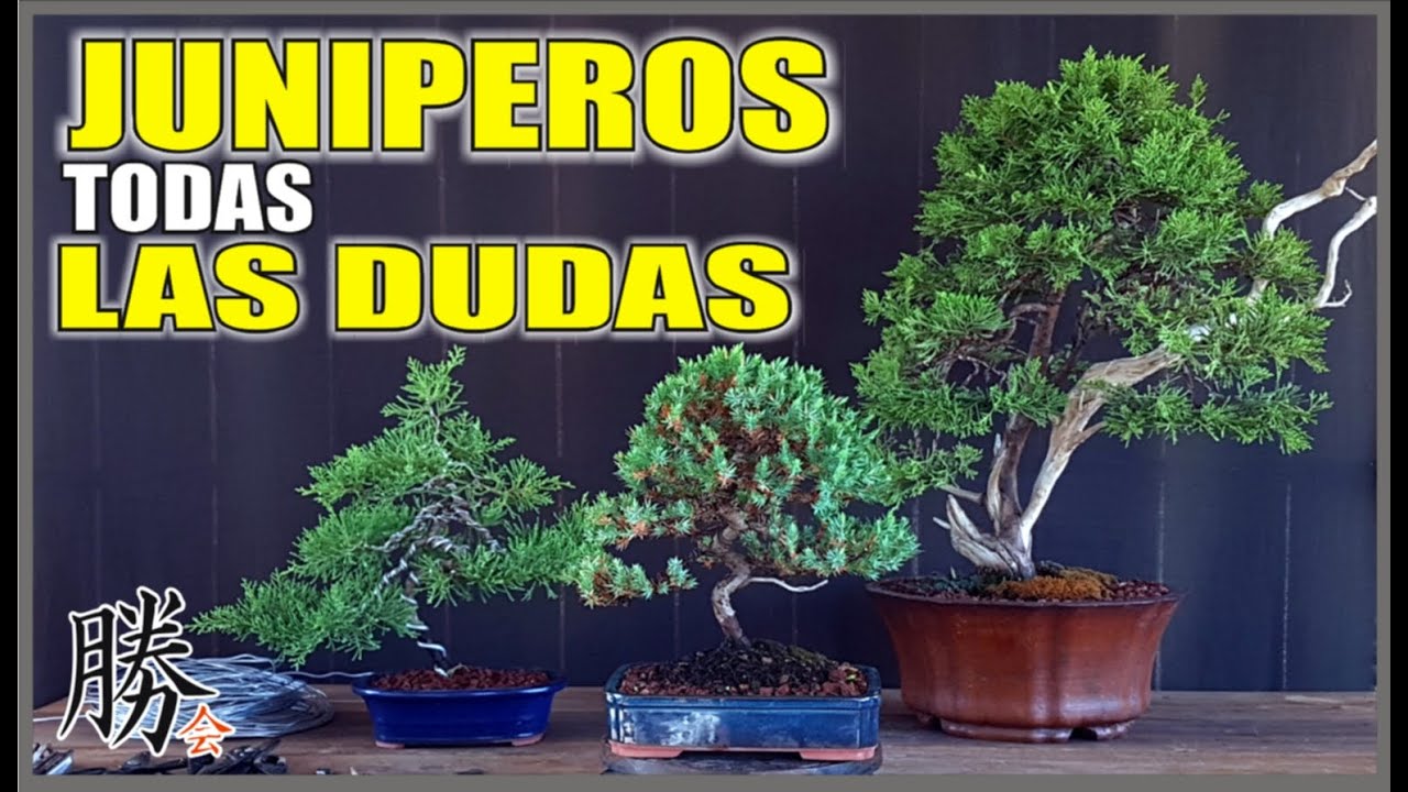 🔴CUIDADOS Y DUDAS SOBRE JUNIPERO TENERLOS con &Eacute;XITO!!!!!👈 UNA ESPECIE HERMOSA PARA BONSAI