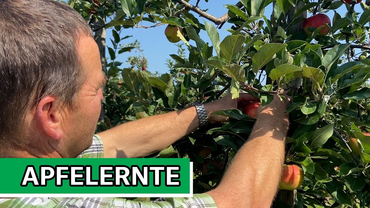 So funktioniert die Apfelernte auf dem Hof Engelkamp-Knigge in Datteln | Vest24.TV