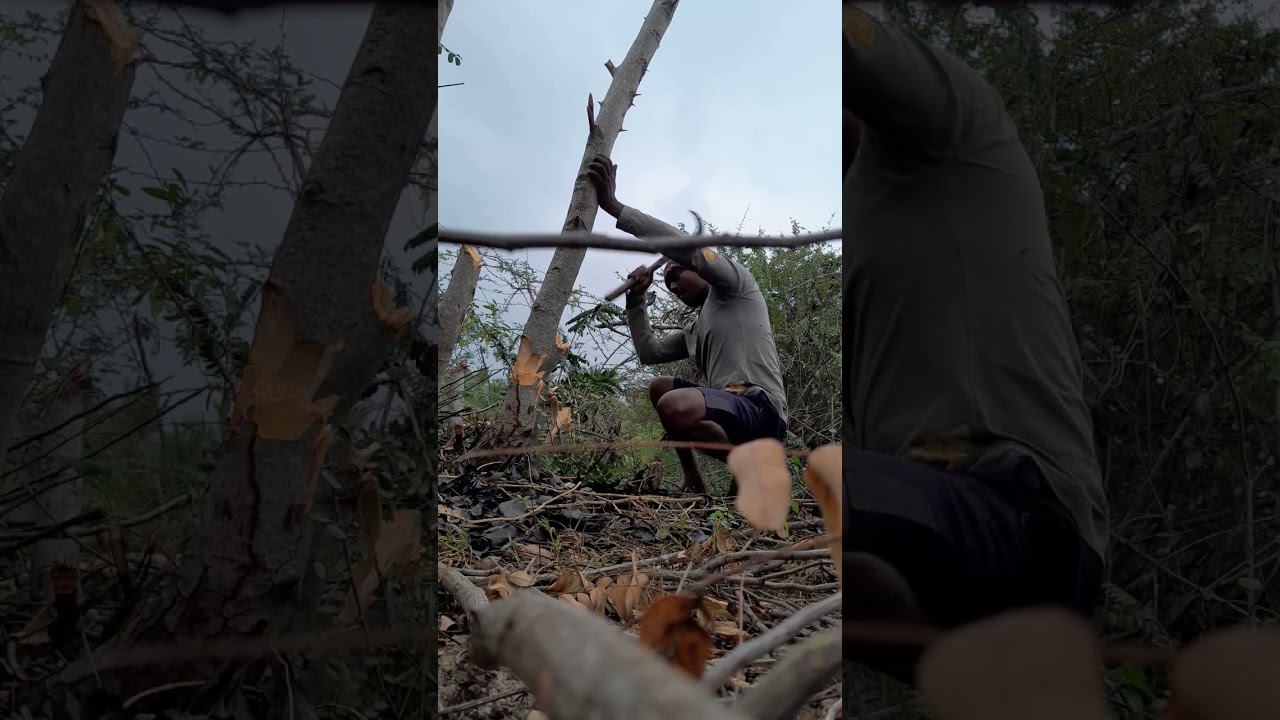 பழைய style வேலி 🚧🚧 Part-I temporary fencing #lifestyle #agriculturefencing #nature #viralvideo