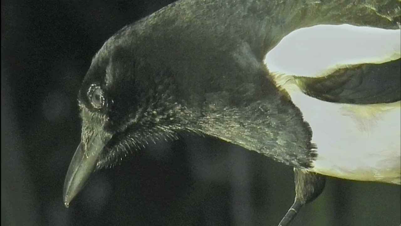 Nikon p900 bridge camera