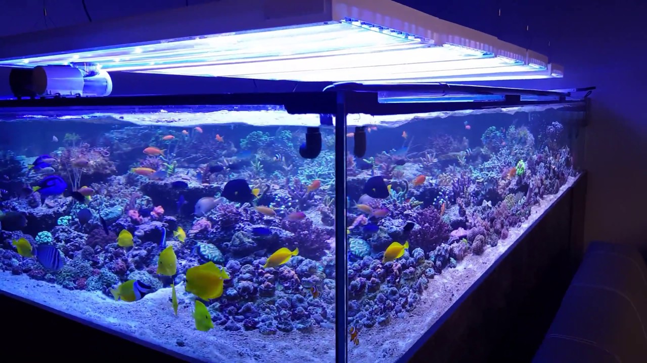 Aquaforest new display tank. Work in progress