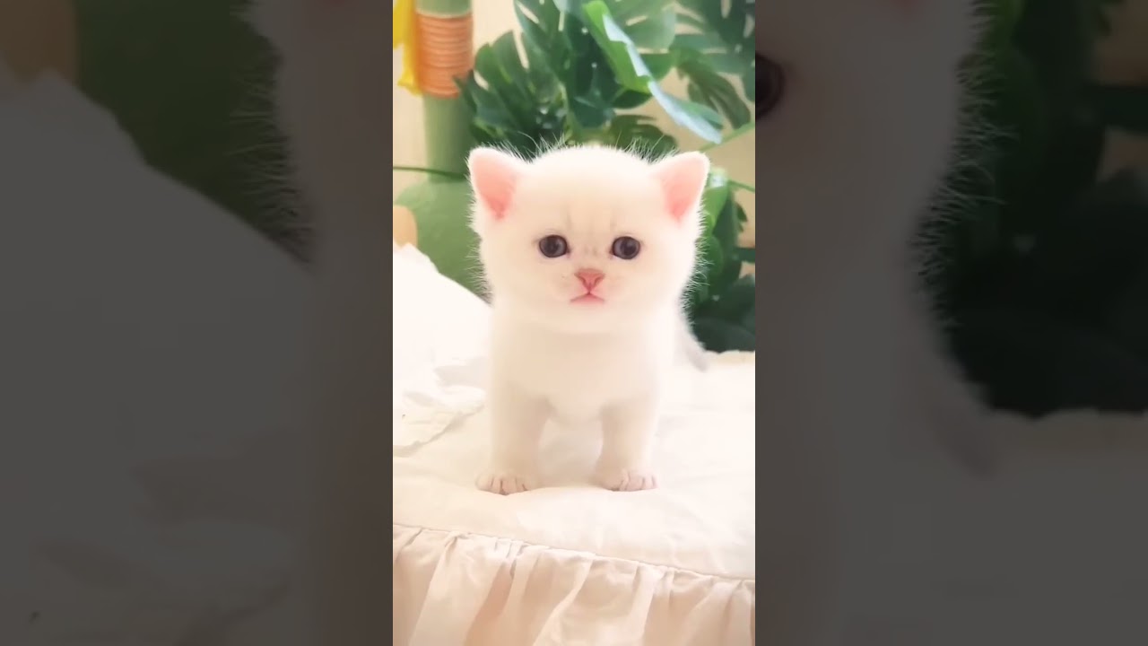 meo meo meowing 💕😘💕 kitten 🐾 dance #cat #cute #dance #kitten #catlover #catvideos #catshorts #shorts