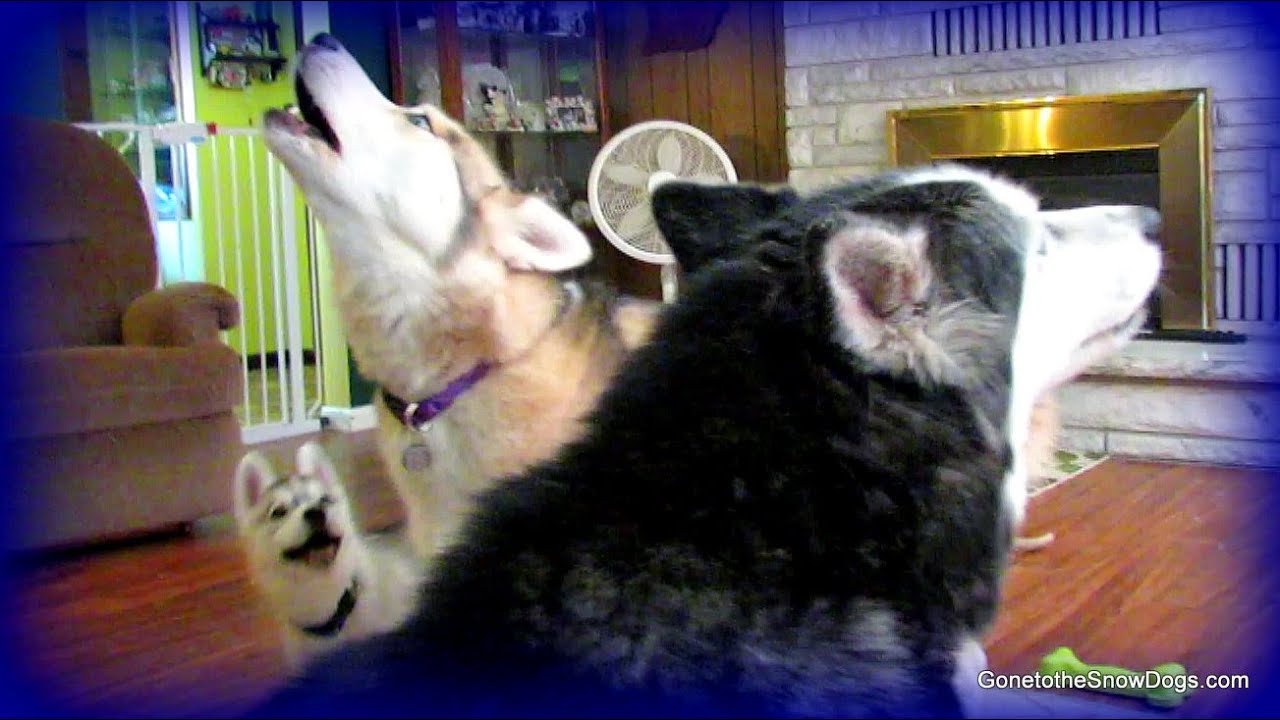 Husky Puppy Howl? Can Memphis Howl yet? FAN FRIDAY #108