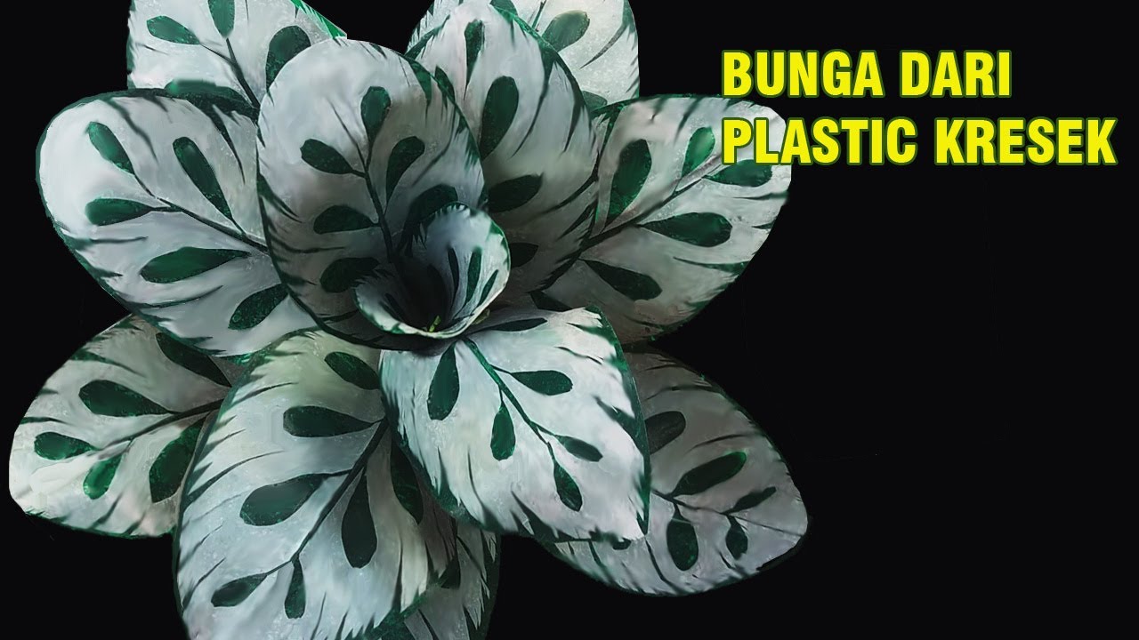 Daun Dari Plastik Kresek. Tanaman Hias Calathea - Crackle Plastic Leaves. Calathea Ornamental Plants