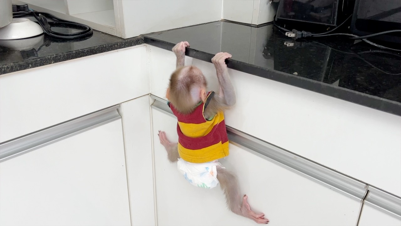 Naughty Messy Lil Tauch Nearly Felling Down From Kitchen Desk