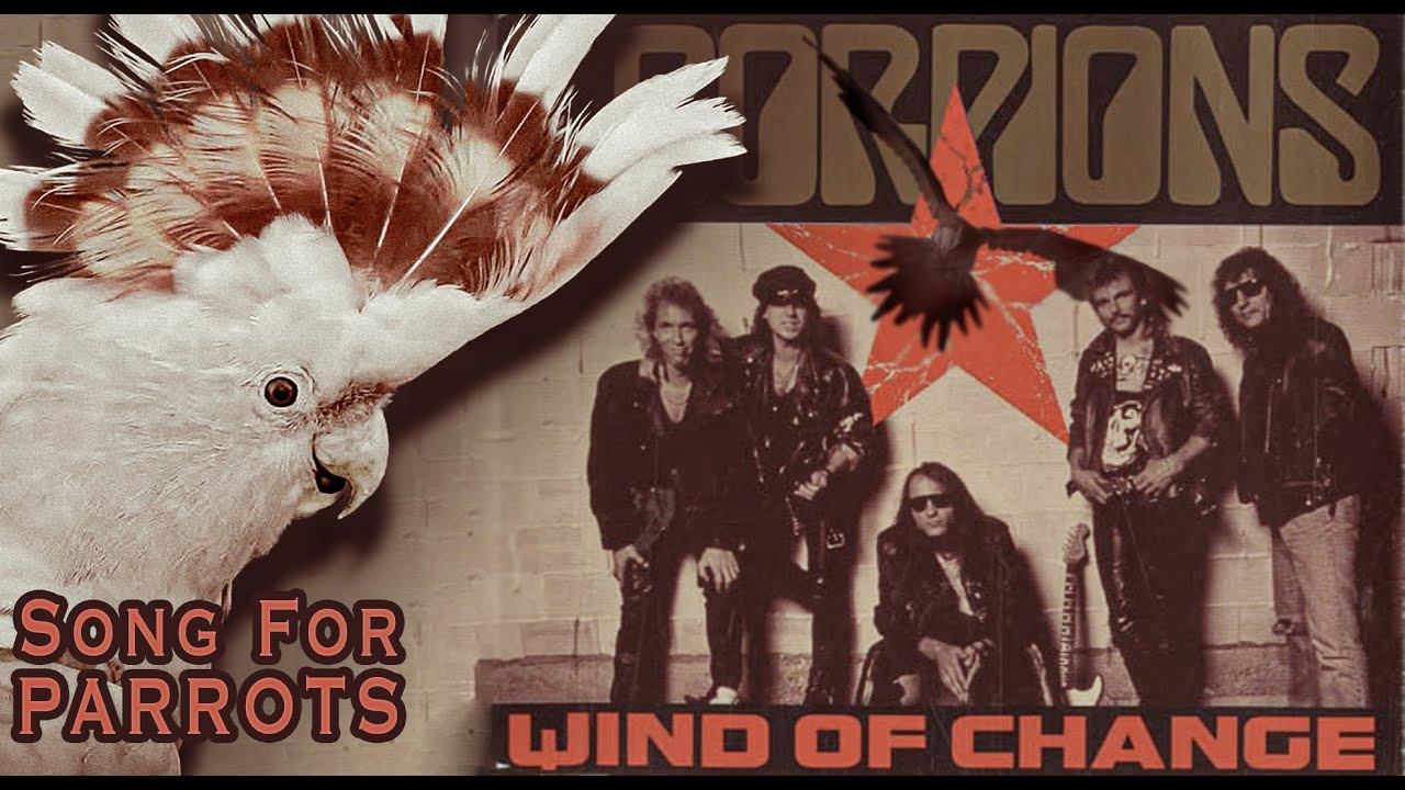 SCORPIONS - Wind of Change - whistle training parrot teach learn/ СКОРПИЪНС песен за папагали/Bird