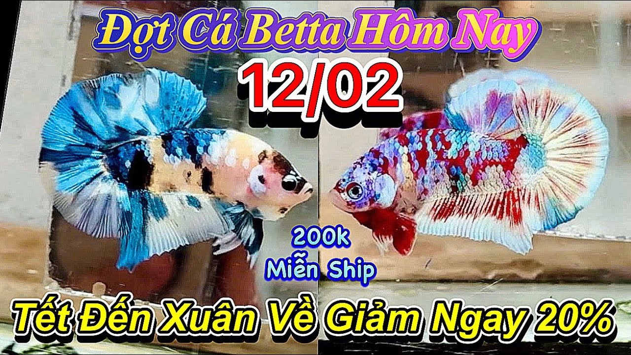 ❤️12/02/2026_Clip Betta Cực Đẹp Giá Tốt_Giảm 20%_Chăm Sóc Cá Giúp Khách_Bao Cá Từng Bé❤️