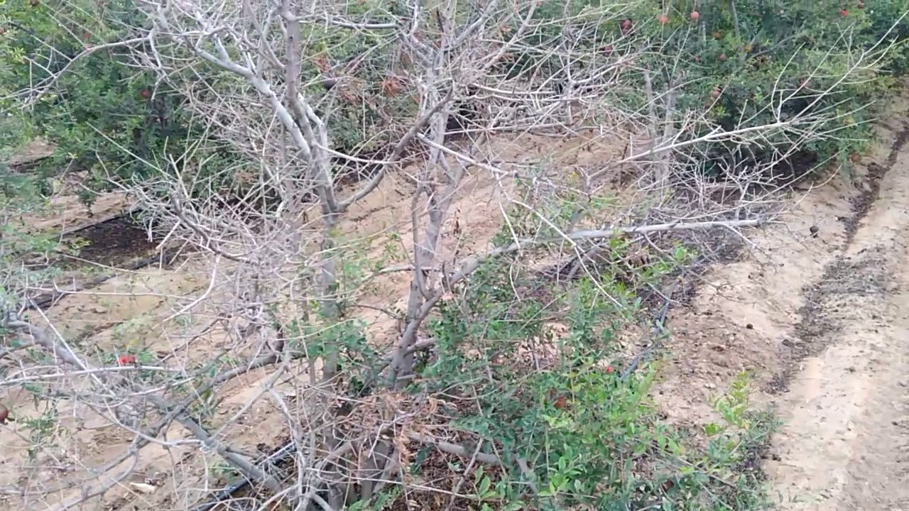 Pomogrant me mud Rog aana saru huaa Kutch Gujarat 10 year purane tree