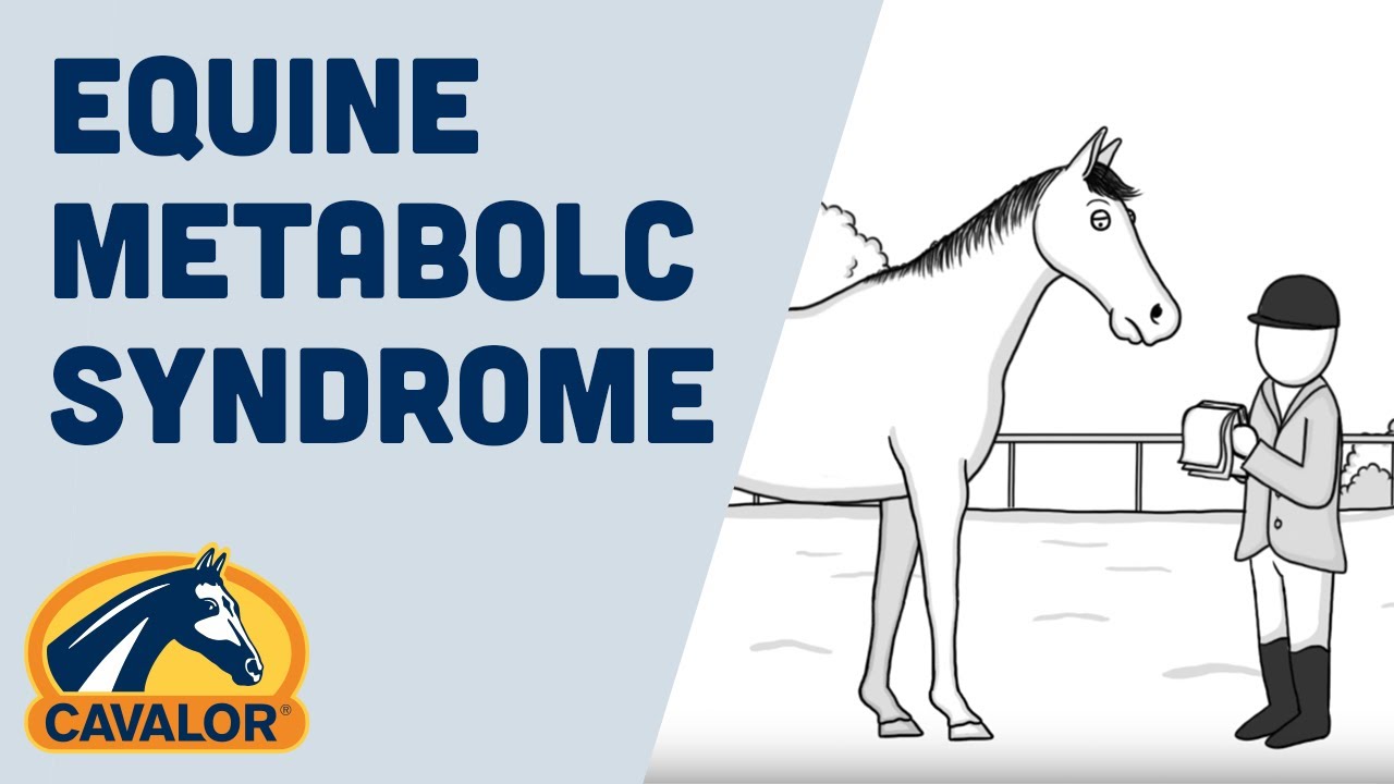 What Is Equine Metabolic Syndrome (EMS) and How to Prevent It
