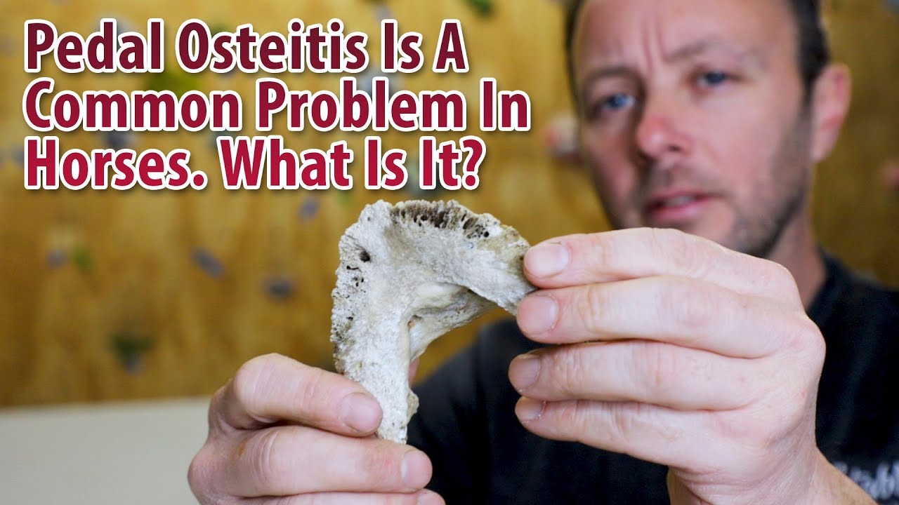Pedal Osteitis Is A Common Problem In Horses. What Is It?