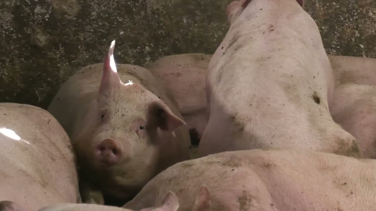 Posetili smo farmu svinja „Mistral Komerc“