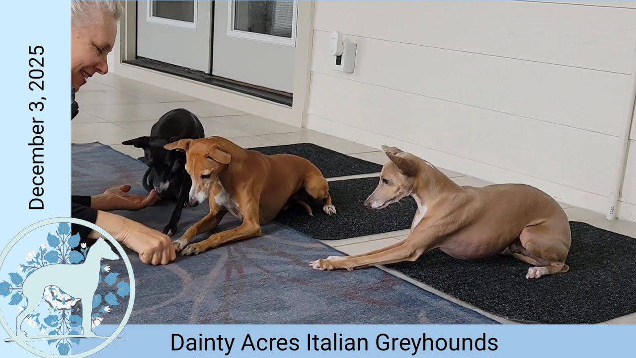 Day 53: Blanco the Italian Greyhound  Practicing the 